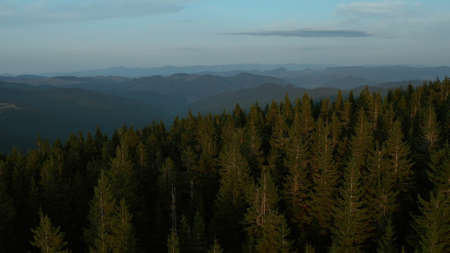 Drone amazing mountain landscape view charming green spruce trees growing. Beautiful nature scene tranquil forest hills against cloudy morning sky. Peaceful rocky woods aerial panorama conceptの写真素材