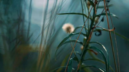 Spikelet growth in forest in defocused green forest grass. Blur close up macro natural view of green plant in rainforest. Summer herbal background. Closeup wet wood armosphere. Calm natural view.の写真素材