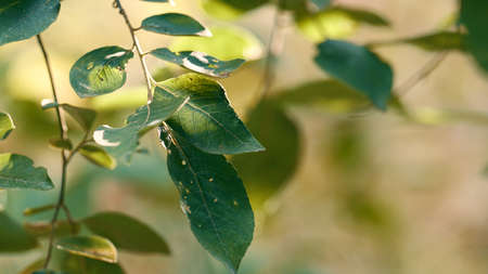 Forest stick leaves plant in defocused sunbeams natural view. Closeup spring wood branch leaves in...