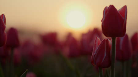 Close up spring sunrise in blooming flower field outdoors. Closeup gentle tulip buds in floral garden in pink sunset light outside. View of orange sun rising in blossomed spring park. Nature conceptの写真素材