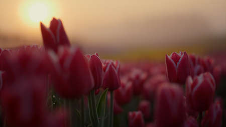 Closeup flowerbed with crispy pink tulips in soft sunrise fog outdoors. Close up pink flower bud in blooming flower garden in orange morning light outside. Macro shot of purple floret in spring park.の写真素材