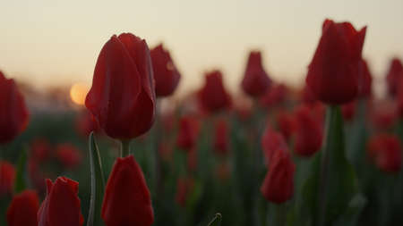 Closeup blooming flower field with many red tulips in sunset light. Macro shot of beautiful purple flowers in orange morning light. Close up scarlet tulip buds in blossomed garden in twilight outdoorsの写真素材