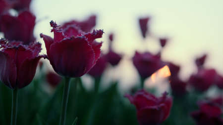 Closeup of beautiful purple flower in sunset background outdoors. Macro shot of fresh tulip buds in blooming garden outside. Close up flowerbed in bloom in soft evening lights. Spring concept outdoor.の写真素材