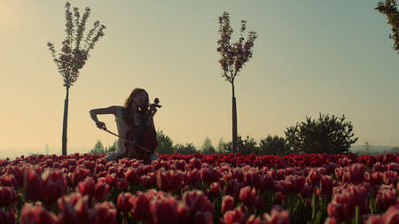 Unknown girl playing cello in amazing tulip field in bloom. Blooming garden with artistic female artist among many purple flowers at summer. Musician woman silhouette enjoying piece of music.の写真素材