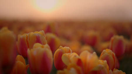 View of beautiful pink tulip field in early morning fog. Sunrise in amazing flower garden outdoors....