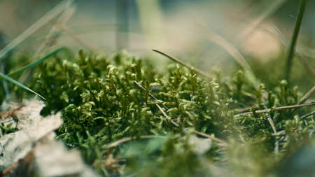 Meadow green grass spring growing in sunbeams on charming calm closeup lawn. Countryside defocused macro view green summer moss on closeup field. Wild sunny greenery beauty leaf concept.の写真素材