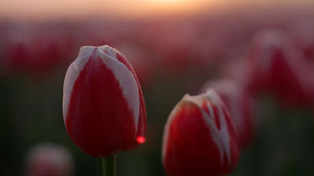 Closeup beautiful flower bud in dew drops in sunrise light outside. Macro shot tulip petals in orange sunset lights. Close up red floret in spring blooming garden outdoor. Purple flower in morning fogの写真素材