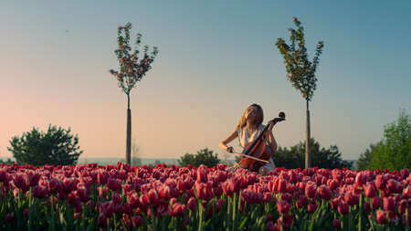 Young woman playing cello with inspiration in blooming tulip field. Dreaming girl with stringed instrument and bow sitting in floral garden. Artist female with cello in sunset light.の写真素材