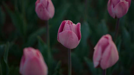 Closeup beautiful pink tulips growing in blooming flower field. View of gentle flower buds in dark green background outside. Macro shot of fresh florets with tender petals outdoors. Spring concept.の写真素材