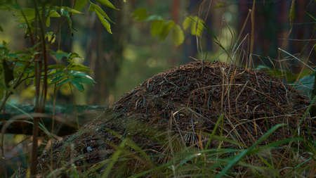 Dangerous anthill in spring green grass in outdoors forest woods. Close up ant nest in shiny autumn countryside woodland. Meditative insect lawn background view. Closeup wild wood harmony.の写真素材