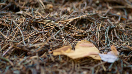 Wild ant nest life in calm close up macro view autumn season outdoors woodland. Dangerous closeup ants searching for food in wood harmony calmness. Fall wild insect life atmosphere concept.の写真素材