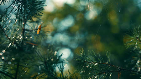 Wet fir pine needles growing in charming sunbeams rainforest countryside. Macro view outdoors tree stick branch growth in calm meditative forest atmosphere. Sunny autumn woods concept.の写真素材