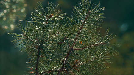 Green autumn pine neeples growing in meditative macro view charming woodland. CLose up fir tree growth in calm outdoors countryside rainforest. Wild greenery silence herbal atmosphere concept.の写真素材