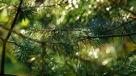 Wet fir neeples growing in meditative countryside rainforest. Close up macro view of pine neeples...