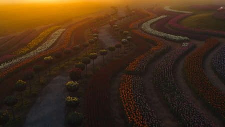 Scenic view above blooming flower field in orange sunset light. Golden sunset above colorful park in...