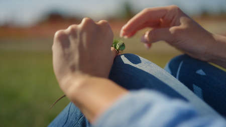 Closeup pretty small lizard in gentle woman hands outside. Close up wild fauna lizard in female fingers outdoor. Unrecognizable young woman playing with little green lizard outdoors in slow motion.の写真素材