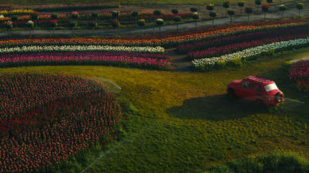 View of flower valley with irrigation system in sunrise light. Old retro car staying in spring blooming park in sunset lights. Watering of green hill in bloom early morning. Evening in flower garden.の写真素材