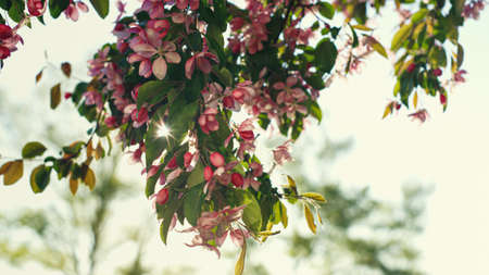 Pink sakura view against bright golden sun. View of sakura blossoming against beautiful sky. Charming pink cherry flowers blooming in spring garden. Inspiring floral scene.の写真素材