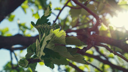 Green leafs swaying on wind against bright sun in closeup. Vivid tree leafs closeup view against cloudless sky. Beautiful nature scene with tree branches. Tranquil forest view with charming sun.の写真素材