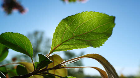 Green leafs of sakura tree view against blue sunny sky in closeup. Amazing view of charming sakura leafs swaying on wind. Cherry flowers blossoming in background on sunny spring dayの写真素材