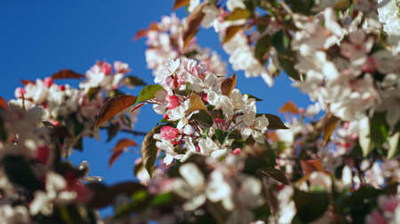 Apple blooming against idyllic blue sky in closeup. Beautiful view of white apple flowers blossoming...