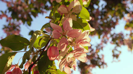 Pink cherry blooming against bright sunrise sky. Golden sunbeams falling on beautiful sakura flowers...