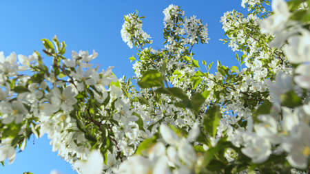 Apple flowers blooming against blue sunny sky on warm spring day. Beautiful apple blossom view...