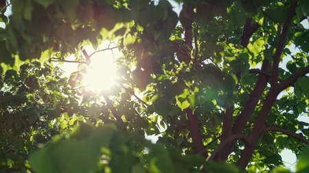 Green leafs in closeup against bright sun in closeup. Amazing sunbeams falling on vivid green foliage. Tree growing in forest against blue cloudless sky. Charming woods view with golden sun.の写真素材