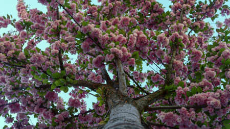 Pink tree flowers view from below against blue sky. Charming sakura petals falling on spring day....