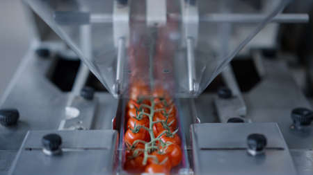 Tomato packing factory machine working process at technological manufacture. Close up agricultural...