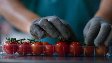 Factory tomato box packing process worker hands sorting red organic food closeup. Close up agronomical specialist selecting quality natural vegetables production. Agricultural product conceptの写真素材