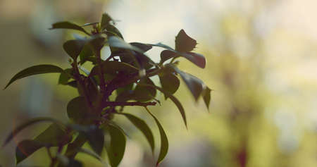 Vibrant green tree branch growing in sunlight garden close up. Abstract shot of nature background in...