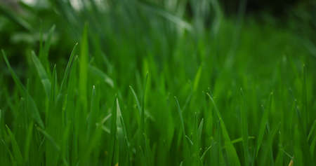 Green grass swaying in wind in calm meadow nature background. Close up tallgrass field blowing in garden. Aerial view plant growing in grassland pasture. Environment fresh beauty relaxation concept.の写真素材