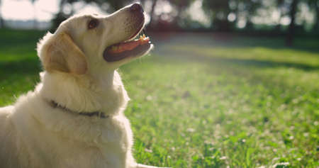 Closeup playful retriever lying green field. Man hand pet happy doggy. Unrecognizable owner...