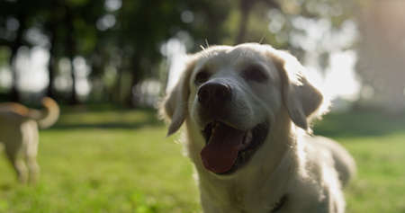 Happy golden retriever coming owner in summer park closeup. Adorable adult focused dog with tongue out checking labrador behind. Pet wagging tail look at owner. Daily walk in summerの写真素材