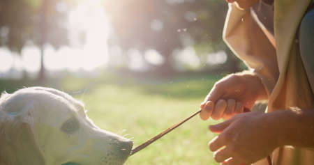 Closeup dog holding leash in teeth lying in park. Smiling owner pull rope. Attractive man trying take out harness. Happy retriever playing resting in summer sunlight on daily walk. Adorable petsの写真素材