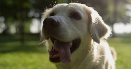 Playful adult golden retriever sitting with open mouth tongue out closeup. Joyful curious fluffy doggy watching owner in summer park. Focused pet wagging tail in sunlight. Adorable animals concept.の写真素材