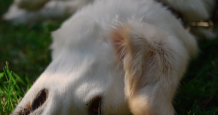 Man hand touching fluffy dog back closeup. Joyful pet rubbing green grass. Adorable playful golden...