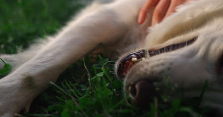 Male hand petting golden retriever closeup. Happy adorable dog lying on field. Unrecognized owner touching scratching soft fur. Joyful lovely doggy with open mouth rubbing grass. Dog affection caress.の写真素材