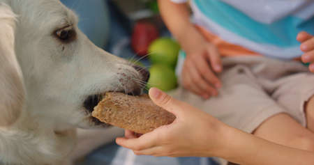 Cute dog taking sandwich from unrecognizable human hands on sunny picnic close up. White labrador...