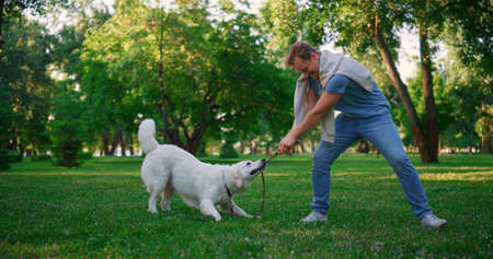 Playful golden retriever pulling leash. Owner playing with harness in park. Adorable active dog not...