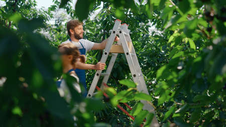 Gardeners team collecting fruits on big organic farmland enjoying process. Hardworking agronomical specialists doing research on countryside plantation. Agro business occupation teamwork conceptの写真素材