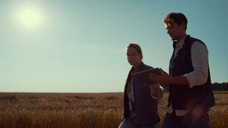 Agriculture engineers walking wheat field on sunny day. Teamwork in agribusiness. Two professional agronomists inspecting cultivated crops use tablet computer at countryside. Summer harvesting seasonの写真素材