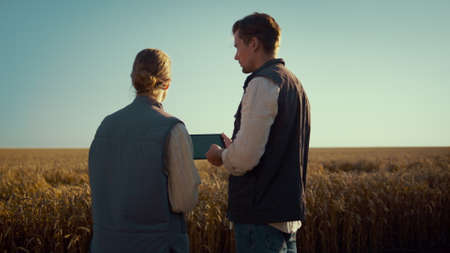 Two farmers talking wheat field. Male hands holding chroma key tablet closeup. Focused agronomists...