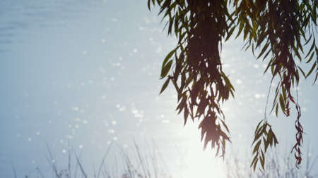 Bright sunlight reflecting blue surface calm lake. Weeping willow growing near park pond sunny day. Green thin branches hanging over water swaying light wind. Beautiful autumn landscape outdoor.の写真素材