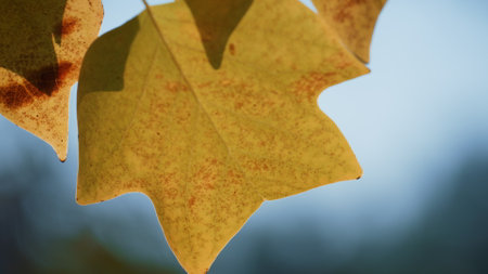 Close up beautiful leaf maple tree on nature background. Yellow orange autumn leaves hanging branch on soft sunlight sunny day. Gentle golden leafage swaying wind ready to fall. Picturesque scenery.の写真素材
