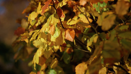 Close up bright orange leaves hanging lush branches sunny day. Beautiful autumn landscape golden...