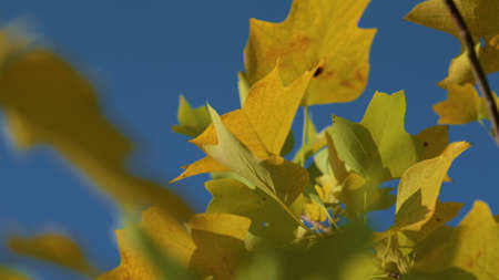 Closeup yellow maple foliage illuminated bright autumn sunlight. Golden leaves beautiful tree...