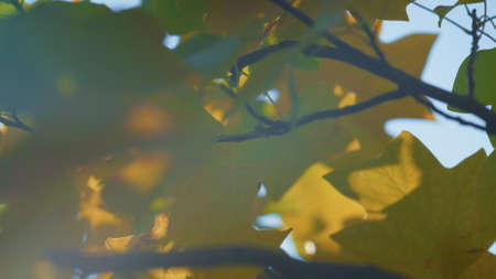 Colorful maple branches close up soft focus. Yellow foliage swaying wind on blue sky background....