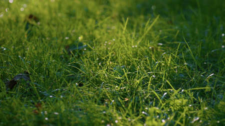 Green forest meadow covered fresh lush grass close up. Soft sunlight shine on wet greenery lit clear dew. Beautiful vivid nature landscape sunny autumn day. Picturesque lawn tranquil morning.の写真素材